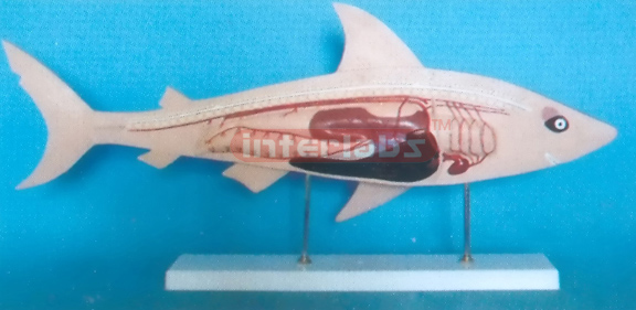 FISH STRUCTURE MODEL